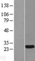 RAB14 Human Over-expression Lysate