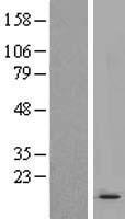 POLR3K Human Over-expression Lysate