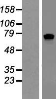 SLCO4A1 Human Over-expression Lysate
