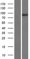 JIP2 (MAPK8IP2) Human Over-expression Lysate