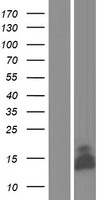 Glutaredoxin 5 (GLRX5) Human Over-expression Lysate