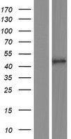 Carboxypeptidase B2 (CPB2) Human Over-expression Lysate