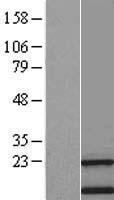 TMEM138 Human Over-expression Lysate
