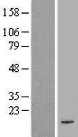 PAIP2 Human Over-expression Lysate