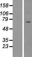 CILK1 Human Over-expression Lysate