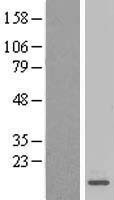 MRPL27 Human Over-expression Lysate