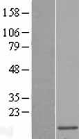 MRPL51 Human Over-expression Lysate