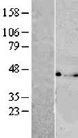 VTA1 Human Over-expression Lysate