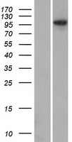 ANKMY1 Human Over-expression Lysate