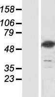NT5DC3 Human Over-expression Lysate