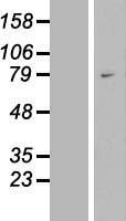 WAC Human Over-expression Lysate