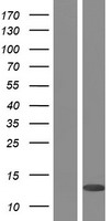 PLAC8 Human Over-expression Lysate