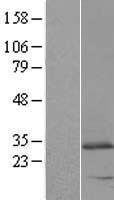 C5orf19 (REEP2) Human Over-expression Lysate