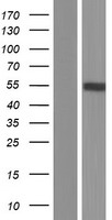 C2GNT3 (GCNT4) Human Over-expression Lysate