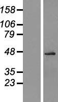 OGG1 Human Over-expression Lysate