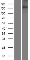 CDON Human Over-expression Lysate