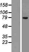 SLCO1C1 Human Over-expression Lysate