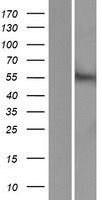 ACCN5 (ASIC5) Human Over-expression Lysate