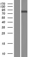 GALNT8 Human Over-expression Lysate