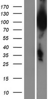 UBQLN3 Human Over-expression Lysate