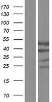 Cytohesin 1 (CYTH1) Human Over-expression Lysate