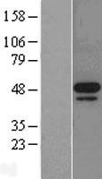 MNK2 (MKNK2) Human Over-expression Lysate