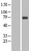 MIER2 Human Over-expression Lysate