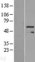 FOXRED1 Human Over-expression Lysate