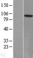 ZCCHC8 Human Over-expression Lysate