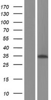 ALKBH4 Human Over-expression Lysate