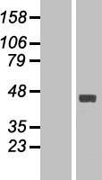 TENT5C Human Over-expression Lysate
