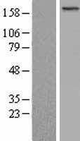 BCOR Human Over-expression Lysate