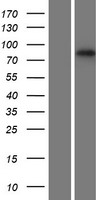 RNF43 Human Over-expression Lysate