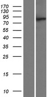 MTMR10 Human Over-expression Lysate