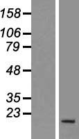 PNRC2 Human Over-expression Lysate