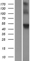 WDR8 (WRAP73) Human Over-expression Lysate