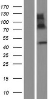 BPNT2 Human Over-expression Lysate