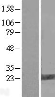 C9orf6 (FAM206A) Human Over-expression Lysate