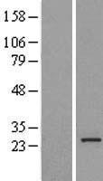 MRPL16 Human Over-expression Lysate