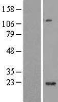 C1orf109 Human Over-expression Lysate
