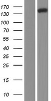 NRDE2 Human Over-expression Lysate