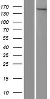 YEATS2 Human Over-expression Lysate