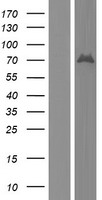 BSDC1 Human Over-expression Lysate