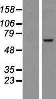NDC1 Human Over-expression Lysate