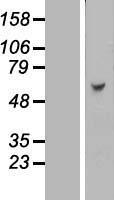 KBTBD4 Human Over-expression Lysate