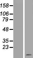 C19orf73 Human Over-expression Lysate