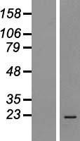 MRPS18A Human Over-expression Lysate