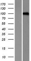 LRRC8D Human Over-expression Lysate