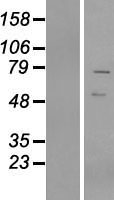 VRTN Human Over-expression Lysate