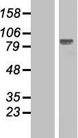 STATIP1 (ELP2) Human Over-expression Lysate